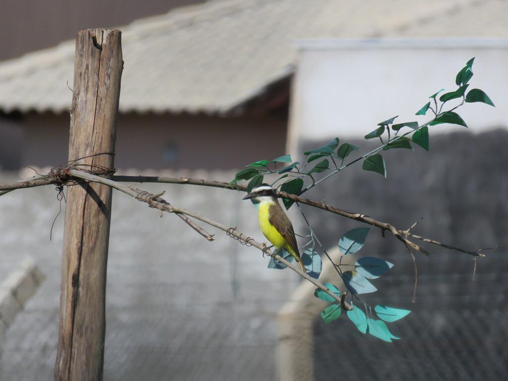 Projeto desenvolvido no Câmpus Cidade de Goiás ajuda a identificar espécies do Cerrado