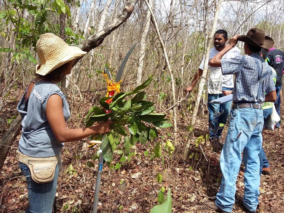  Projeto desenvolvido no Câmpus Cidade de Goiás ajuda a identificar espécies do Cerrado