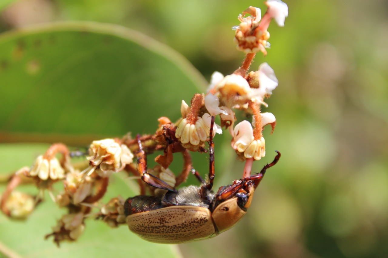 Interação ecológica com flor de murici